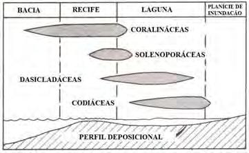 Fonte: Ginsburg (1971). Ap. 1.5.6.1. Algas vermelhas Ap. 1.5.6.1.1. Coralináceas As algas coralináceas constituem um importante grupo de algas vermelhas, ocorrendo do Jurássico ao Recente.