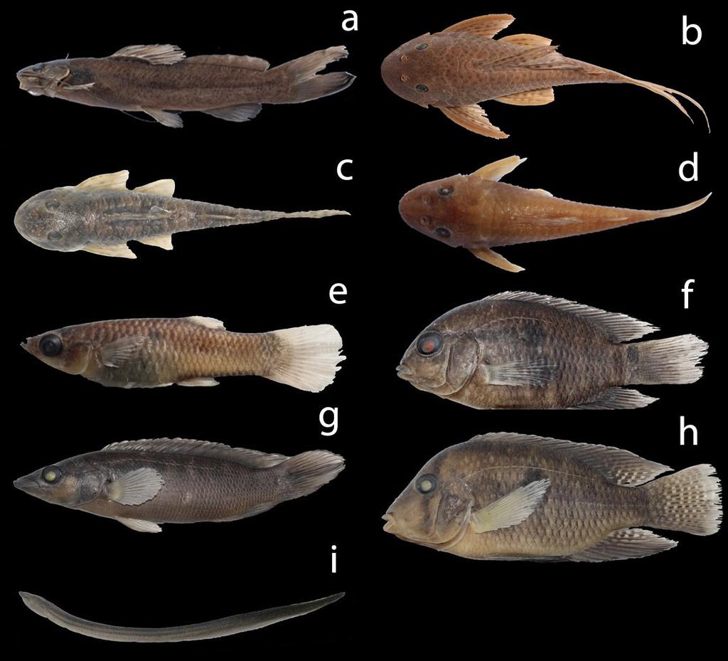 Biota Neotrop., 17(3): e20170334, 2017 9 Composition of the ichthyofauna Figure 5.