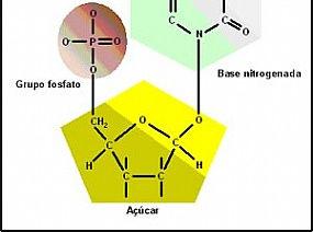 Fundamentos Genéticos O desoxirribonucleotídeo é a