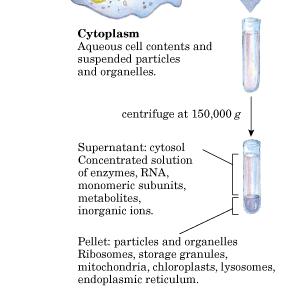 Bioquímica