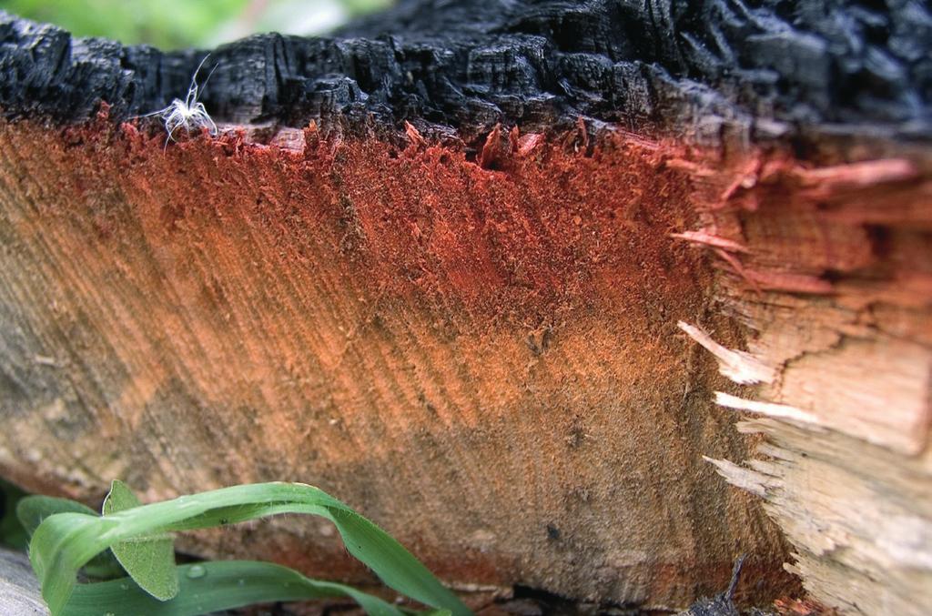 A madeira e a segurança contra o fogo Como se comporta a madeira em caso de incêndio?