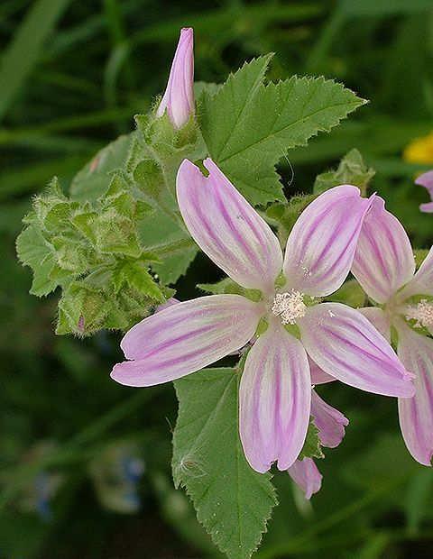 Família: MALVACEAE.