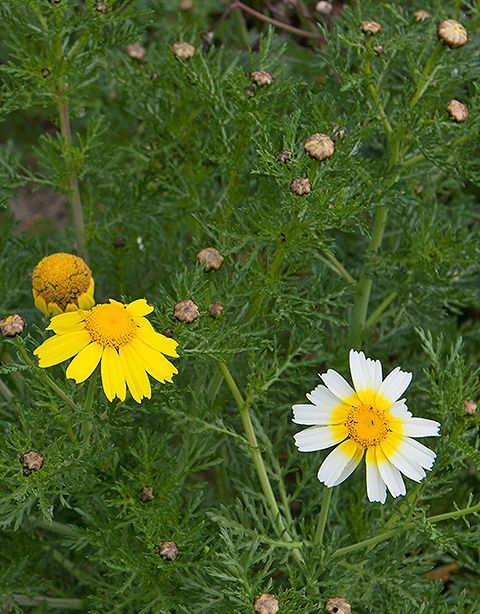 Família: ASTERACEAE.