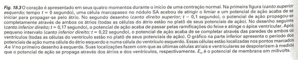 Feixe de Hiss e fibras de Purkinje - sistema condutor especializado organiza as contrações cardíacas.