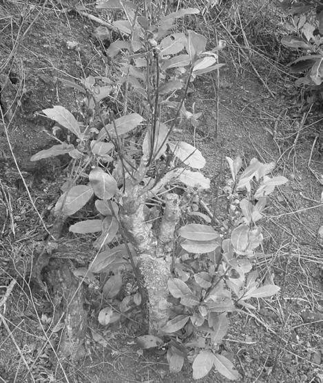 Zoneamento e identificação de Fusarium spp. causadores de podridão de raízes... 5 (de alguns galhos da planta) e em casos mais adiantados da doença, morte total da planta (Figura 2).