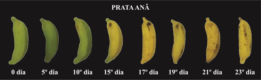 40 Figura 4 Escala de maturação de frutos da bananeira dos genótipos Prata Anã, Prata Catarina e Prata Rio durante 23 dias de armazenamento a temperatura refrigerada por 15 dias a 13 ± 4 ºC (85 ± 4%