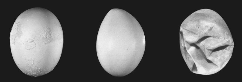 11 e da casca dos ovos (Figura 2). Poedeiras com ovos pigmentados podem passar a botar ovos pálidos com albúmen mais aquoso (JACKWOOD & DE WIT, 2013).