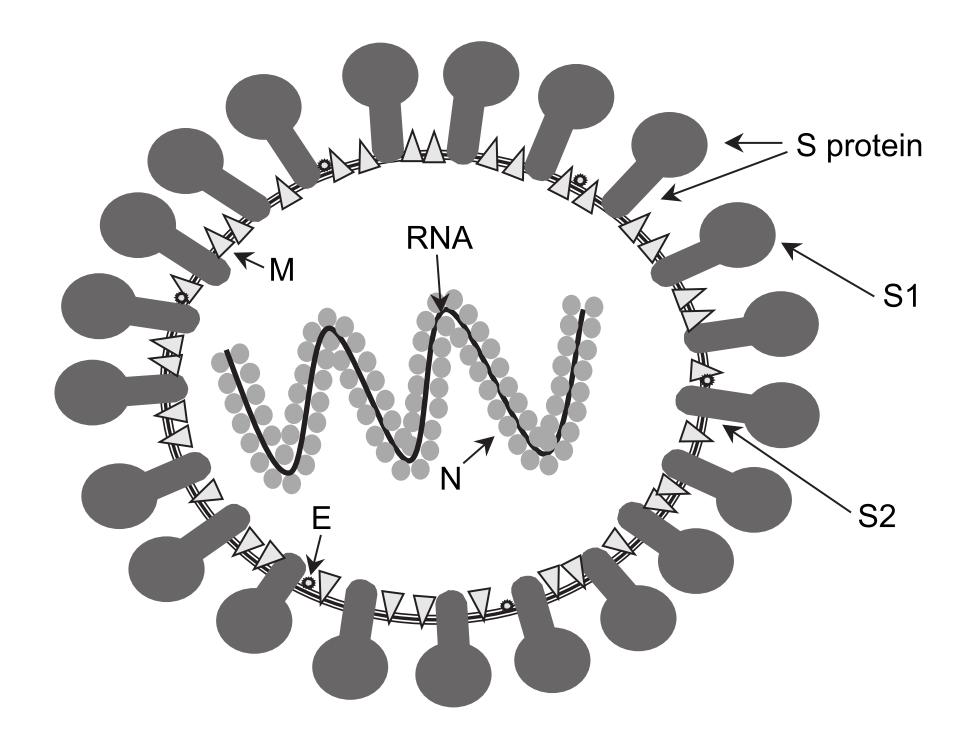 12 O IBV é um vírus envelopado e pleomórfico.