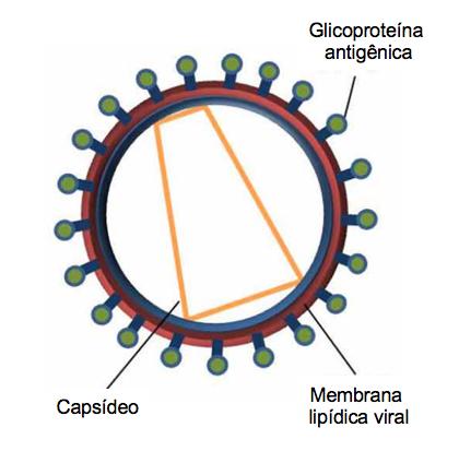 33 2.2.4 Virus like particles Virus like particles (VLPs) são partículas automontantes, não patogênicas e não replicantes com tamanho e conformação similares a vírions intactos (Figura 8) (XIANG et al.