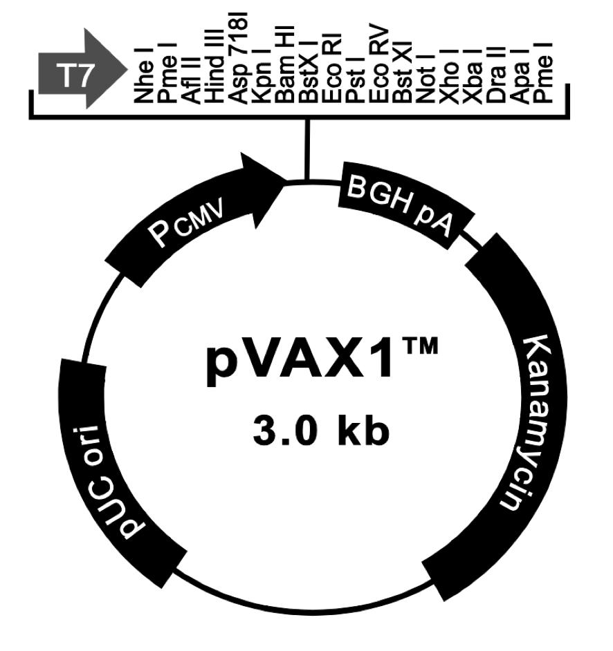 38 FIGURA 10 Mapa do vetor pvax1. Fonte: Invitrogen (2012). 3.