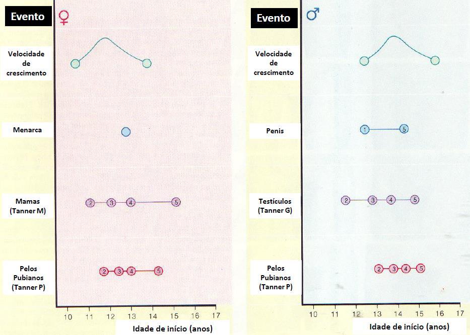 PUBERDADE NORMAL A puberdade é a fase de transição em que se completam o crescimento somático e o desenvolvimento sexual, com consequente aquisição da capacidade reprodutiva.