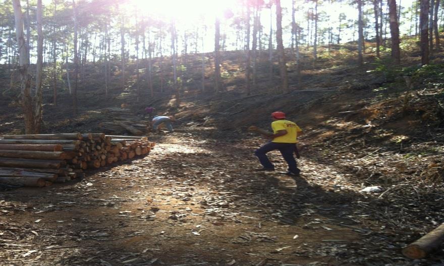 manual é o ato de formar pilhas de madeira, manualmente, próximas á estrada para facilitar o carregamento do caminhão. Tal operação era realizada por 4 trabalhadores. Figura 3.