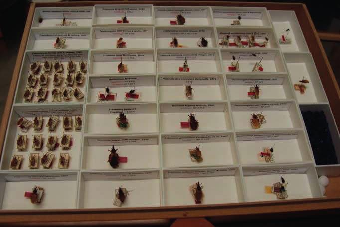Atlas Iconográfico dos Triatomíneos - 4 (Figura 9). As gavetas devem ser alocadas em armários entomológicos em uma sala apropriada para conservação destes, bem arejada, com ventilação e exaustores.