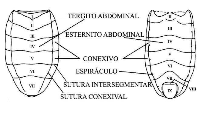 Atlas Iconográfico dos Triatomíneos - 6 As pernas (Figura 18) também são muito úteis na identificação dos diferentes triatomíneos, sendo levadas em consideração a presença e número de espinhos e a
