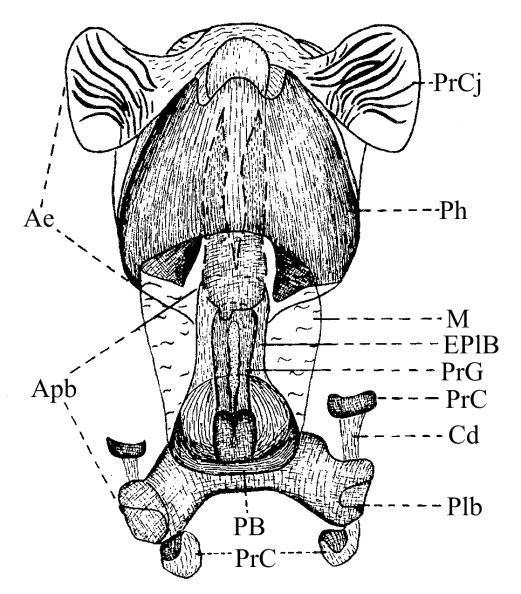 O abdome dos barbeiros (Figura 19) é a porção mais longa do corpo, sendo dividida em nove a dez segmentos visíveis. As placas dorsais do abdome são denominadas tergitos e as ventrais esternitos.