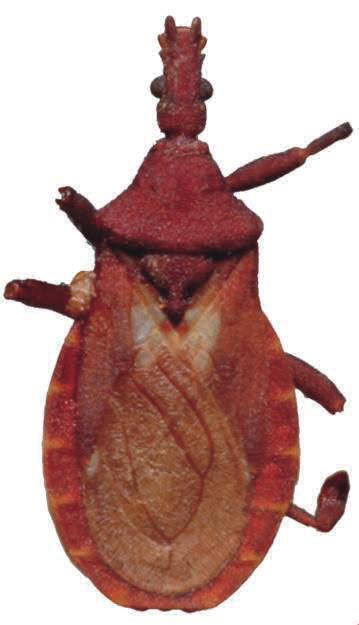 Atlas Iconográfico dos Triatomíneos - 16 Microtriatoma trinidadensis (Lent, 1951) Diagnose: terceiro segmento do rostro muito mais curto que o primeiro; membrana da asa anterior manchada de claro e