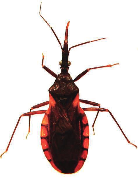 Desenvolvimento (dias): 380 Diagnose: coloração geral marrom escura a preta com marcas vermelhas; cabeça mais longa que o pronoto; primeiro segmento da antena curto, não atingindo o ápice do clípeo;