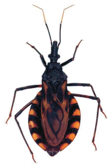 2013 Diagnose: coloração geral marrom com marcas amarelas no conexivo; cabeça mais longa que o pronoto; primeiro segmento da antena curto, não atingindo o ápice do clípeo; terceiro segmento do rostro
