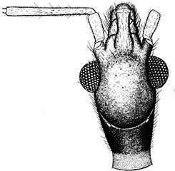Escutelo trapezoidal, de bordo posterior reto, sem processo posterior; primeiro urotergito descoberto.
