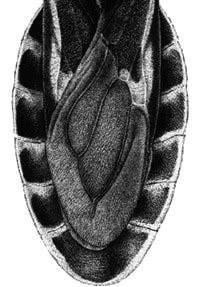ventral...... Triatoma rubrofasciata De Geer (p. 35) 8.