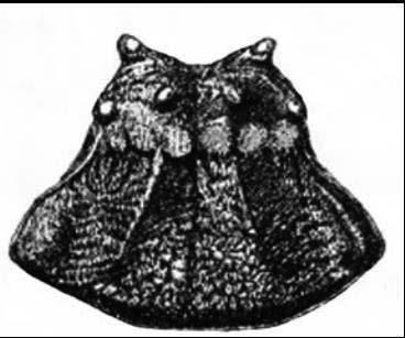 castanho-amareladas, mais claras na região ventral; conexivo dorsal quase sem máculas, com