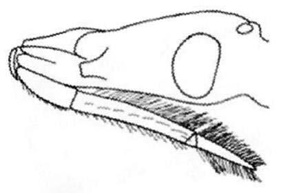 amarelado; largura do abdome 6,85 mm; genitália do macho com braços do suporte do falosoma separados no ápice.