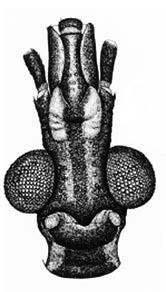 Atlas Iconográfico dos Triatomíneos - 53 23. Olhos grandes, ultrapassando levemente o bordo inferior da cabeça em vista lateral; hemélitros atingindo o ápice dorsal do abdome.