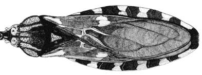 polidas... Triatoma melanocephala Neiva & Pinto (p. 33) 30.