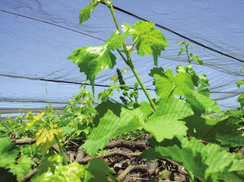 CAPA - Seguro Agrícola Seguro agrícola e/ou telas de proteção?