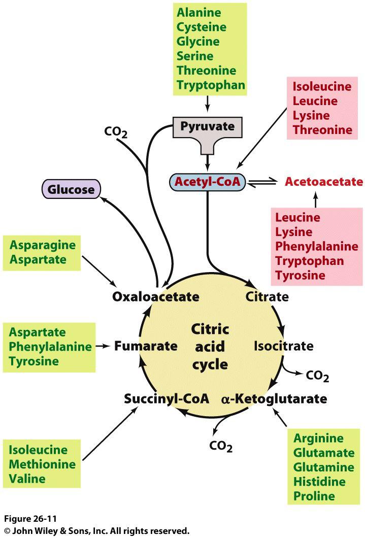 2. Conversão dos esqueletos de C Os amino ácidos podem ser glicogênicos ou cetogênicos Os amino ácidos glicogênicospodem ser convertidos em glicose via