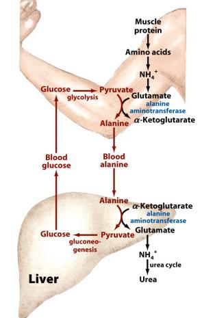 3. Transporte de N para o fígado: ciclo de Cahill Envolve o transporte de alanina e glicose entre o fígado e o músculo Similar ao ciclo de Cori (lactatoglicose) Após a deaminação, o glutamato é