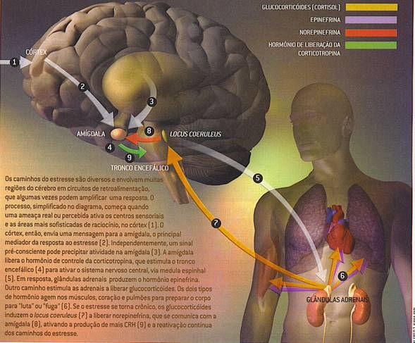 aumento nos níveis circulantes dos hormônios corticoesteróides e aumento de