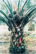 Plantas de biodiesel Palma - Soja