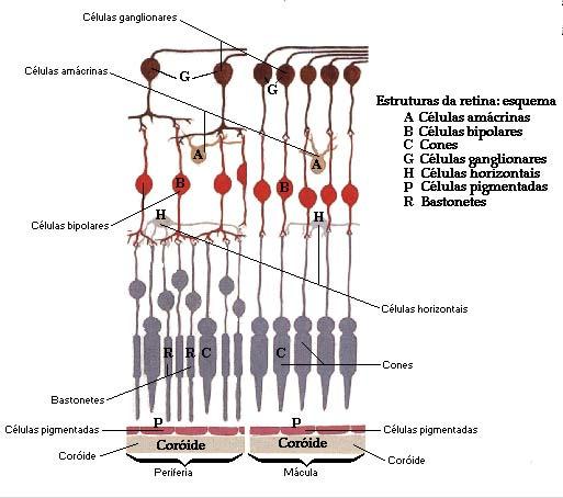 Figura 4. Esquema da organização celular peculiar ao centro e à periferia da retina.