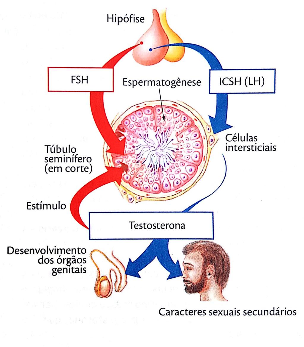 Adenoipófise (Células de