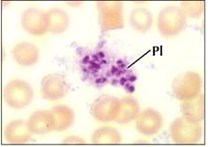 fator de von Willebrand, trombospondina, fator de crescimento derivado de plaquetas (PDGF) endoplasmático rugoso -