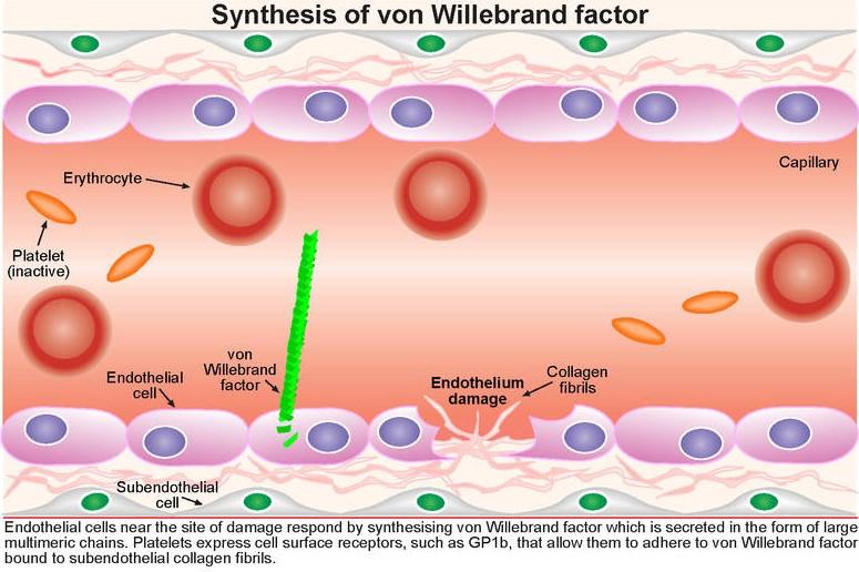 Plaquetas Hemácias Síntese Agregação do fator de von plaquetas Willebrand Capilar 1.