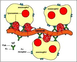 Eosinófilos helminto Conteúdo granular: Peroxidase eosinofílica