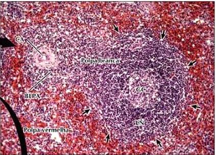 Baço: Polpa Branca Polpa branca 130x. H.E. LN: nódulo linfóide com centro germinativo com linfócitos B.