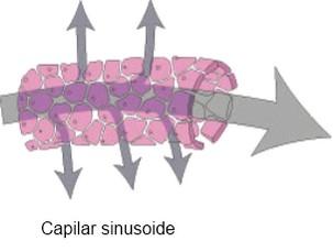 Capilar Sinusóide Características: Lúmen irregular Células endoteliais