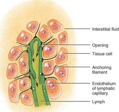Vasos linfáticos Fluido intersticial Abertura Célula tecidual Filamento de ancoragem Função: Drenar a linfa Transporte de células migratórias do sistema linfóide para a circulação sanguínea