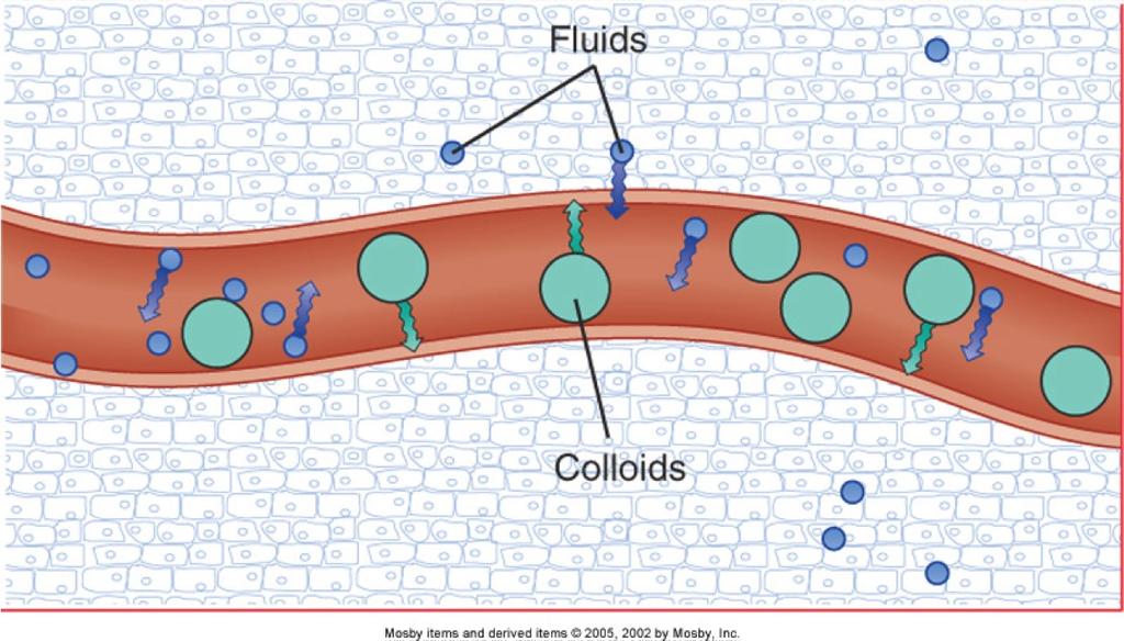 tecidual Soro Líquido rico em proteínas e desprovido de fibrinogênio Hemácias 45% Leucócitos 60-70% Neutrófilos 3-10%