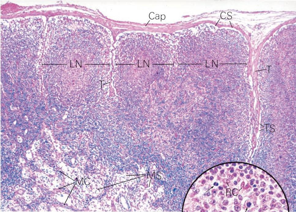 Linfonodo Cápsula Córtex - interno - externo