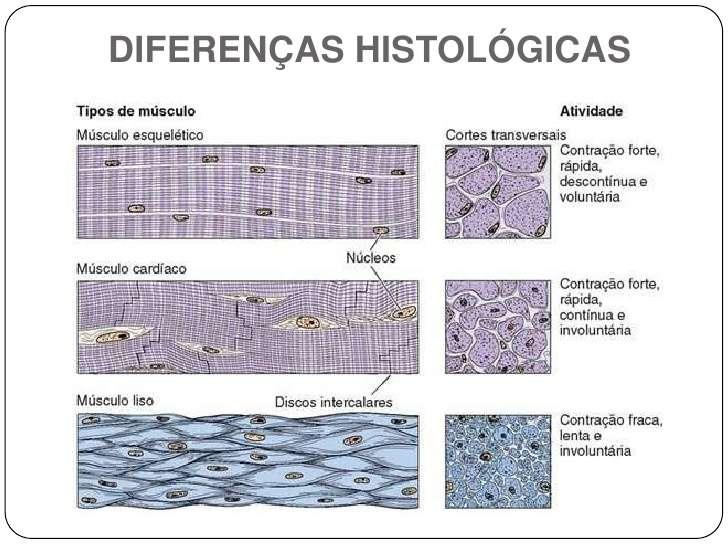 Tipos de músculo Músculo estriado esquelético Músculo estriado cardíaco Atividade contração forte, rápida,