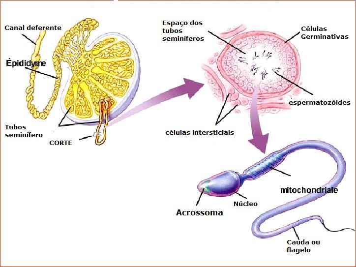 Espermatogênese