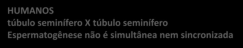 1 espermatogônia leva 64 dias para se transformar em