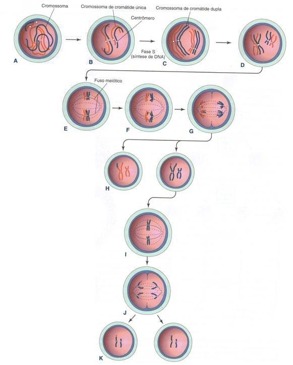 Espermatócito 1ª 1ª Meiose (reducional) Prófase Metáfase 2 cromossomos do par orientam-se no fuso meiótico Anáfase Telófase cromossomos se aproximam e formam pares com 2 cromátides