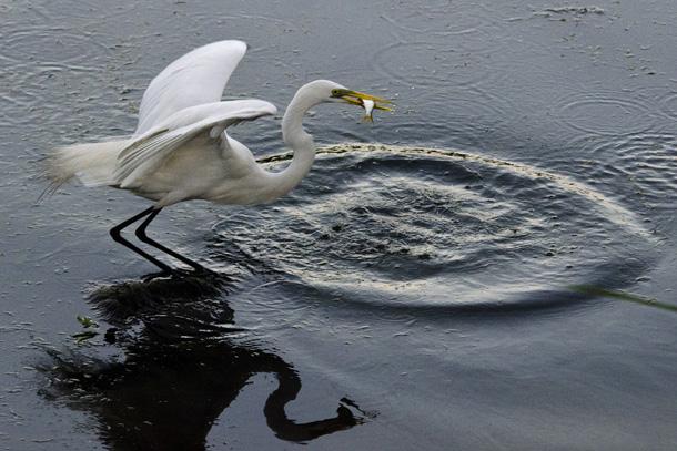 QUESTÃO 4 As garças são aves presentes em vários ecossistemas. É no ambiente aquático que elas obtêm seu alimento: os peixes. colunas.revistaepoca.globo.