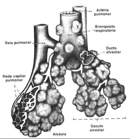 Parte Respiratória Bronquíolos respiratórios