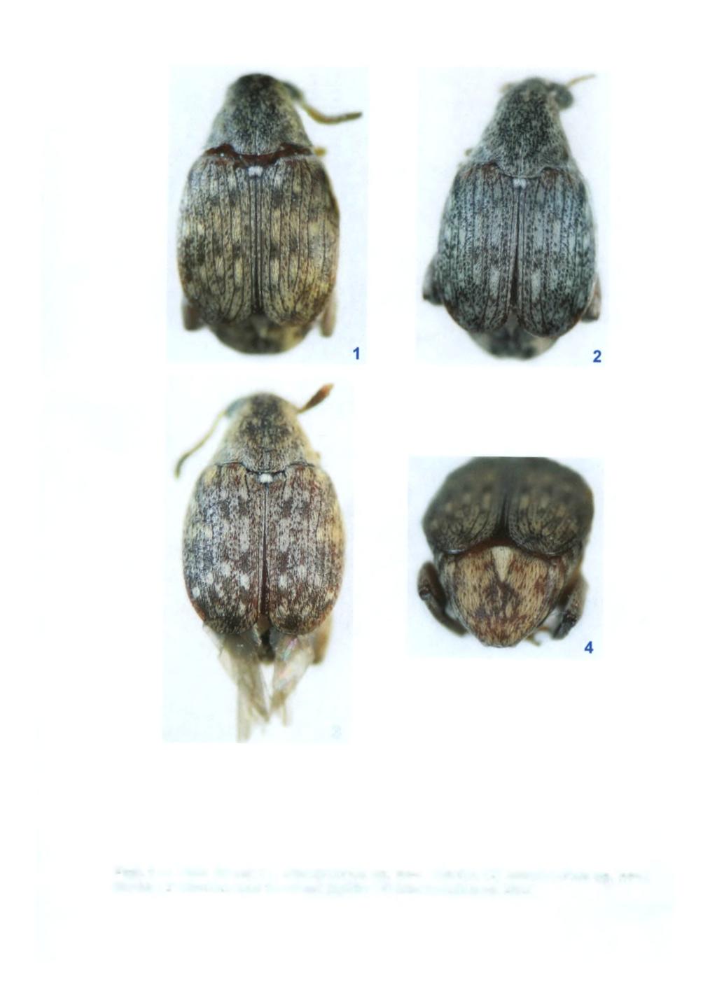 11 3 Figs 1-4: Vista dorsal: (1) Merobruchus sp. nov.